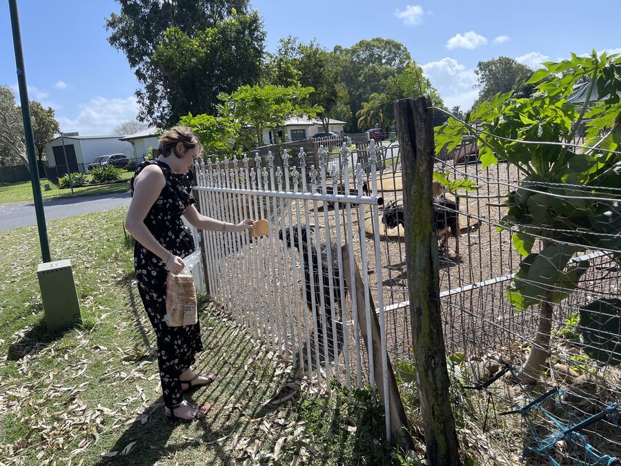 An Alfacare participant feeding animals through a fence